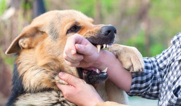 dog bite lawyer